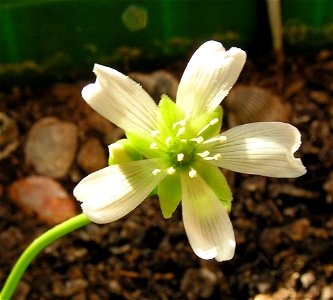 A blooming Dionaea muscipula