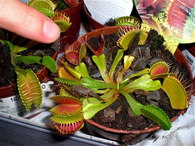 Dionaea muscipula also known as Venus Fly Trap photo