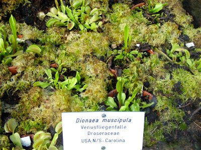 Venus Flytrap (Dionaea muscipula) photo