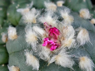 Image title: Cactus before flowering Image from Public domain images website, http://www.public-domain-image.com/full-image/flora-plants-public-domain-images-pictures/flowers-public-domain-images-pict photo