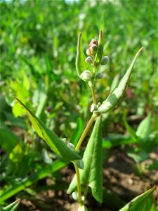 Echter Buchweizen (Fagopyrum esculentum) auf einer Ackerbrache bei Hockenheim