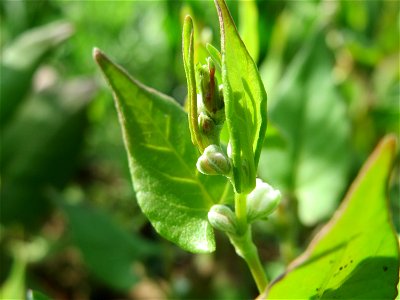 Echter Buchweizen (Fagopyrum esculentum) auf einer Ackerbrache bei Hockenheim