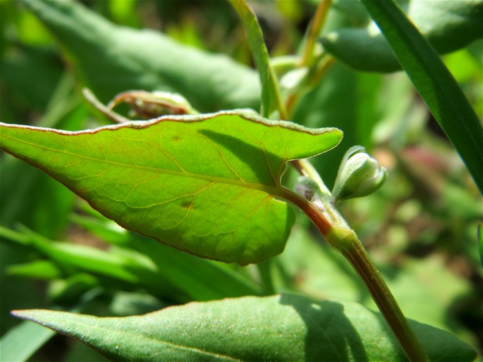 Echter Buchweizen (Fagopyrum esculentum) auf einer Ackerbrache bei Hockenheim
