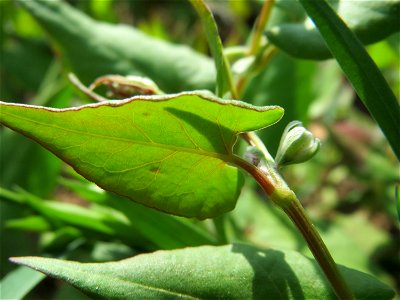 Echter Buchweizen (Fagopyrum esculentum) auf einer Ackerbrache bei Hockenheim