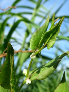 Echter Buchweizen (Fagopyrum esculentum) auf einer Ackerbrache bei Hockenheim