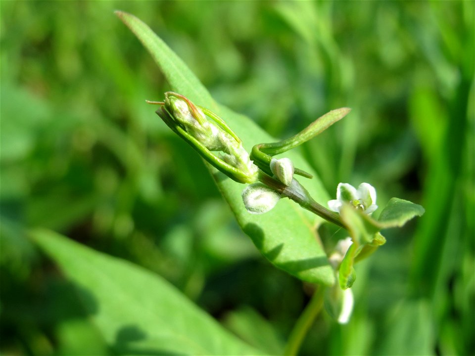 Echter Buchweizen (Fagopyrum esculentum) auf einer Ackerbrache bei Hockenheim