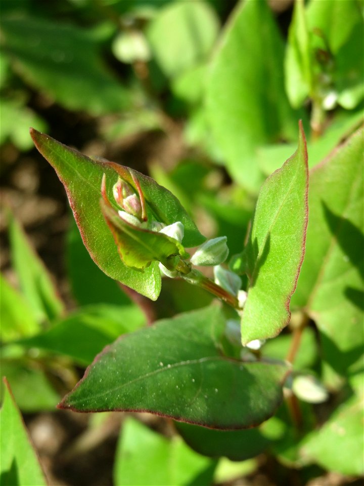 Echter Buchweizen (Fagopyrum esculentum) auf einer Ackerbrache bei Hockenheim