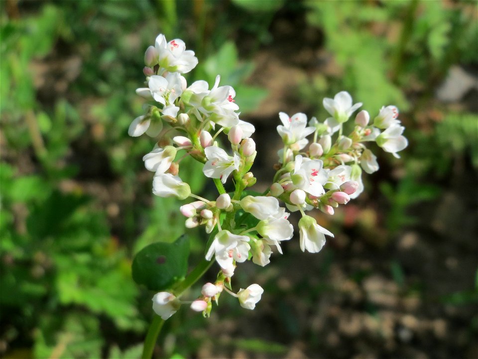 Echter Buchweizen (Fagopyrum esculentum) bei Reilingen