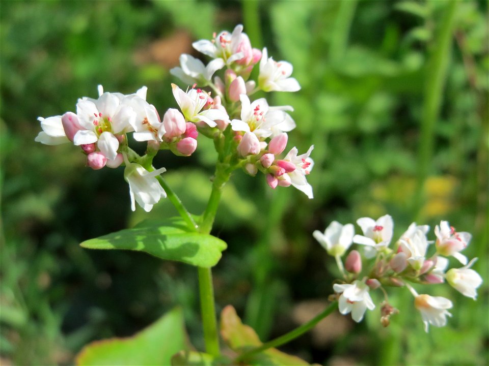 Echter Buchweizen (Fagopyrum esculentum) bei Reilingen