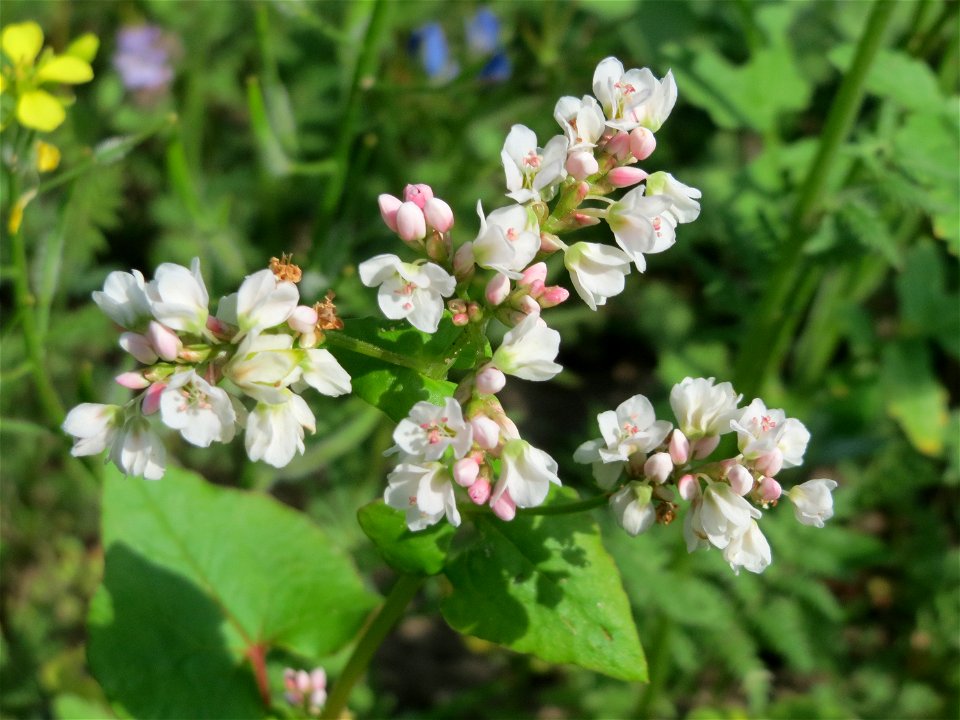 Echter Buchweizen (Fagopyrum esculentum) bei Reilingen