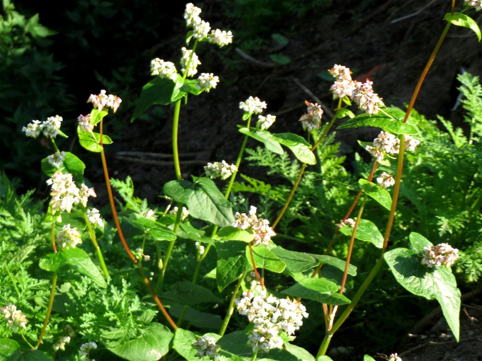 Verwilderter Buchweizen (Fagopyrum esculentum) bei Reilingen