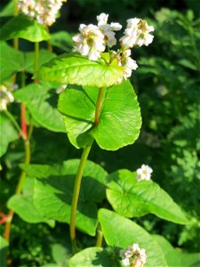 Verwilderter Buchweizen (Fagopyrum esculentum) bei Reilingen