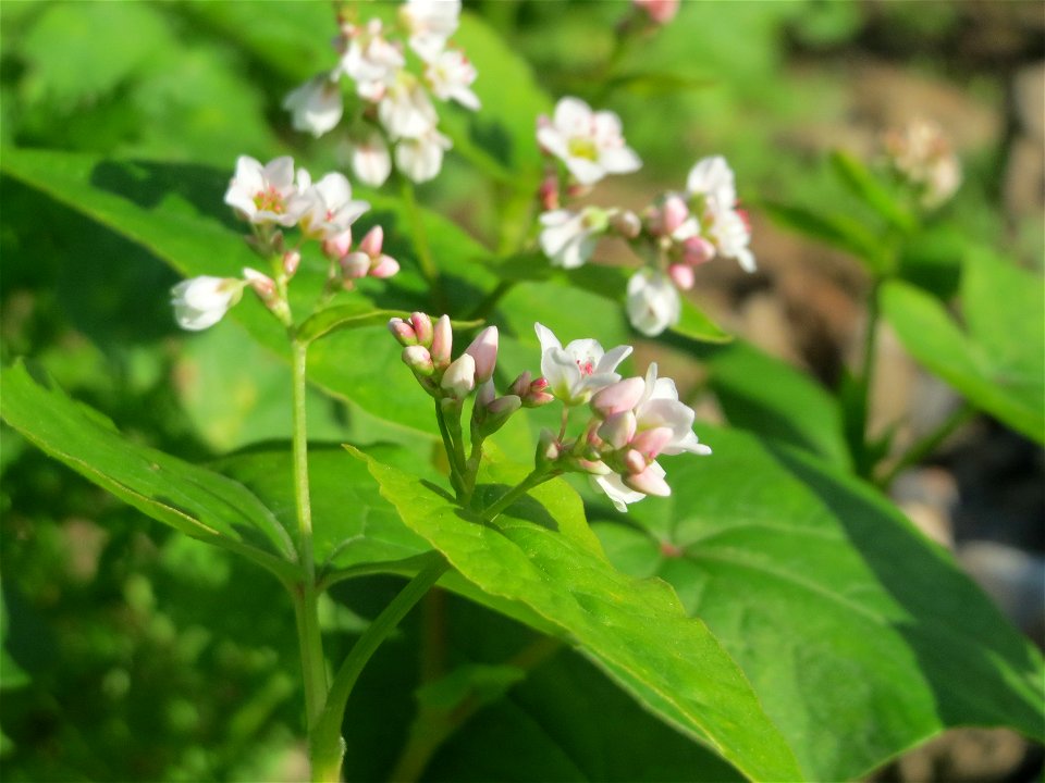 Verwilderter Buchweizen (Fagopyrum esculentum) bei Reilingen