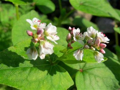 Verwilderter Buchweizen (Fagopyrum esculentum) bei Reilingen
