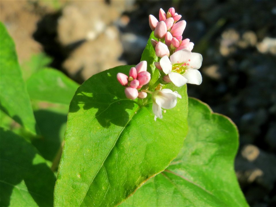 Verwilderter Buchweizen (Fagopyrum esculentum) bei Reilingen