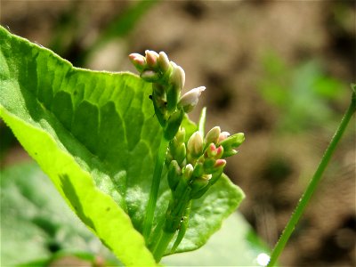Der Echte Buchweizen (Fagopyrum esculentum) in einer Waldlichtung im Schwetzinger Hardt zeugt vom früheren Ackerbau an dieser Stelle