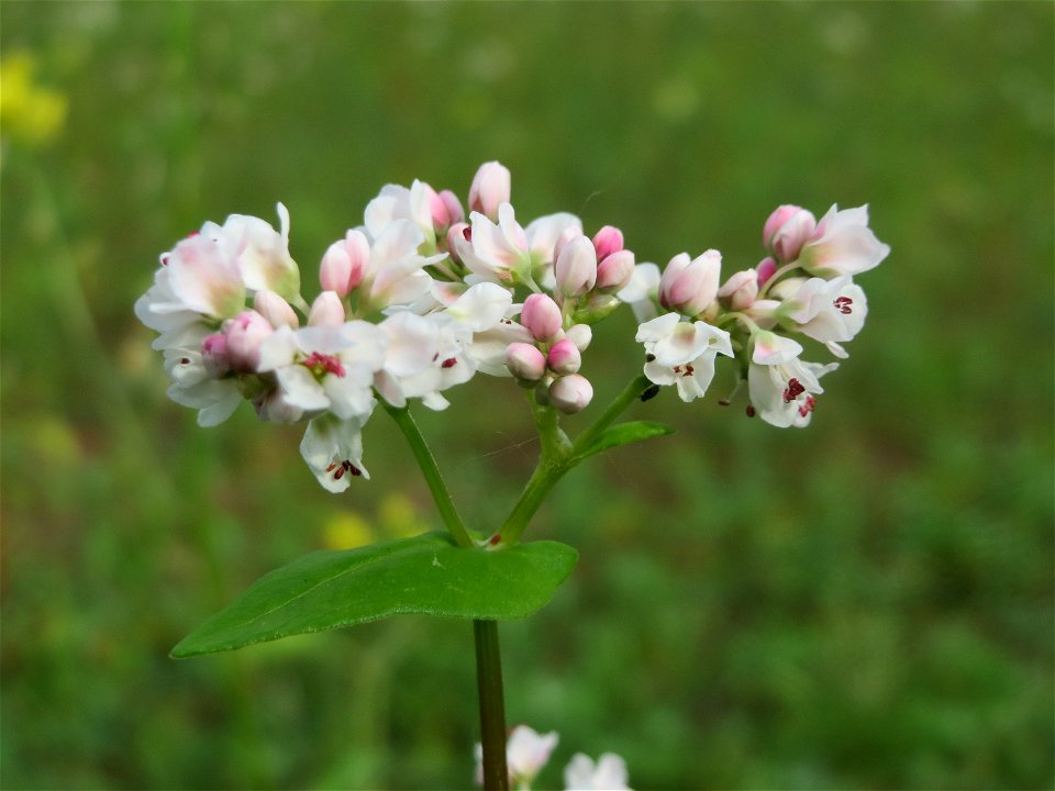 Echter Buchweizen (Fagopyrum esculentum) im Landschaftsschutzgebiet „Oftersheimer Dünen“