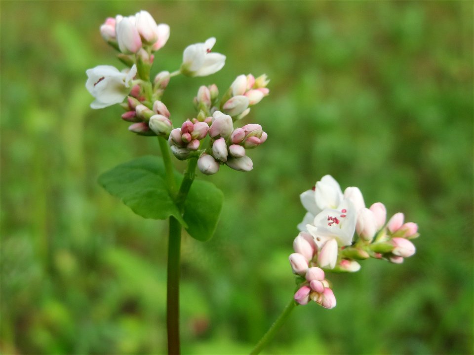 Echter Buchweizen (Fagopyrum esculentum) im Landschaftsschutzgebiet „Oftersheimer Dünen“