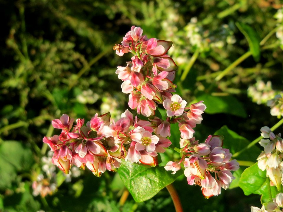 Wohl verwilderter Buchweizen (Fagopyrum esculentum) am Ackerrand bei Reilingen