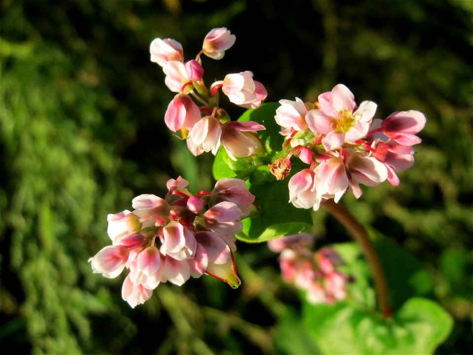 Wohl verwilderter Buchweizen (Fagopyrum esculentum) am Ackerrand bei Reilingen
