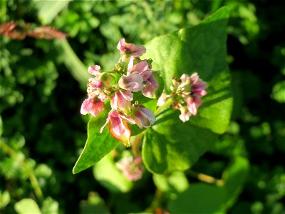 Wohl verwilderter Buchweizen (Fagopyrum esculentum) am Ackerrand bei Reilingen - Ursprung: Zentral- bis Ostasien