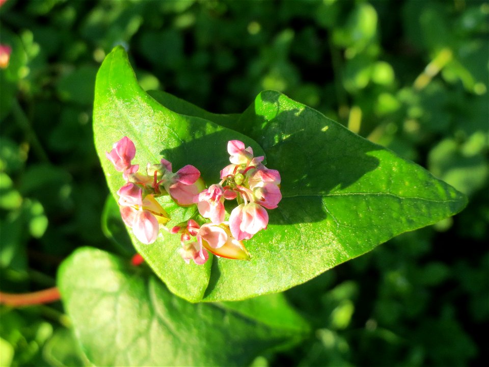 Wohl verwilderter Buchweizen (Fagopyrum esculentum) am Ackerrand bei Reilingen - Ursprung: Zentral- bis Ostasien