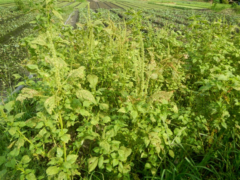 Vegetable plantations in Pulilan, Bulacan including the Ipomoea aquatica Ipomoea aquatica Kangkong Tsina LP Kangkong Ipomoea aquatica Forsk. Convolvulus reptans Linn.  Bok choy Brassica rapa subsp. ch