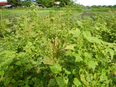 Vegetable plantations in Pulilan, Bulacan including the Ipomoea aquatica Ipomoea aquatica Kangkong Tsina LP Kangkong Ipomoea aquatica Forsk. Convolvulus reptans Linn.  Bok choy Brassica rapa subsp. ch