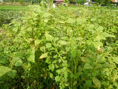 Vegetable plantations in Pulilan, Bulacan including the Ipomoea aquatica Ipomoea aquatica Kangkong Tsina LP Kangkong Ipomoea aquatica Forsk. Convolvulus reptans Linn.  Bok choy Brassica rapa subsp. ch