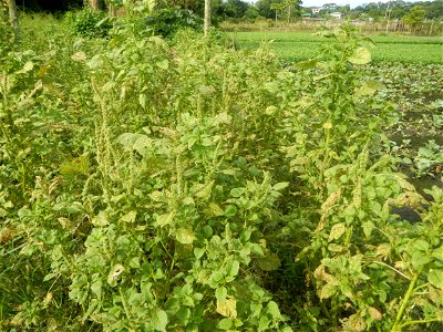 Vegetable plantations in Pulilan, Bulacan including the Ipomoea aquatica Ipomoea aquatica Kangkong Tsina LP Kangkong Ipomoea aquatica Forsk. Convolvulus reptans Linn.  Bok choy Brassica rapa subsp. ch