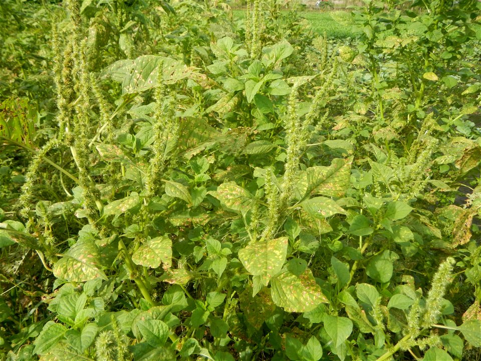 Vegetable plantations in Pulilan, Bulacan including the Ipomoea aquatica Ipomoea aquatica Kangkong Tsina LP Kangkong Ipomoea aquatica Forsk. Convolvulus reptans Linn.  Bok choy Brassica rapa subsp. ch