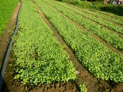 Vegetable plantations in Taal, Pulilan, Bulacan