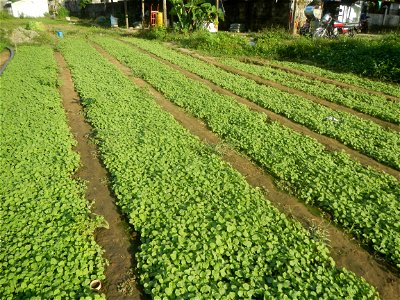 Vegetable plantations in Taal, Pulilan, Bulacan