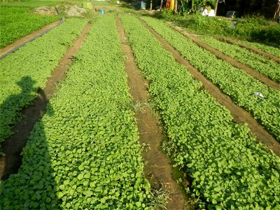 Vegetable plantations in Taal, Pulilan, Bulacan