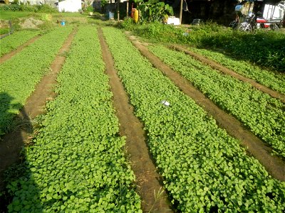 Vegetable plantations in Taal, Pulilan, Bulacan