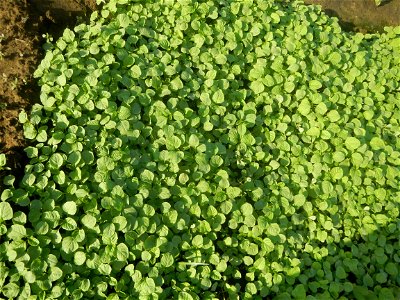 Vegetable plantations in Taal, Pulilan, Bulacan