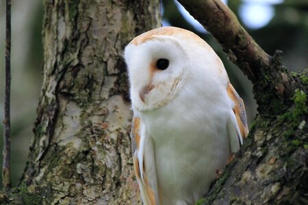 Bird nature wildlife photo