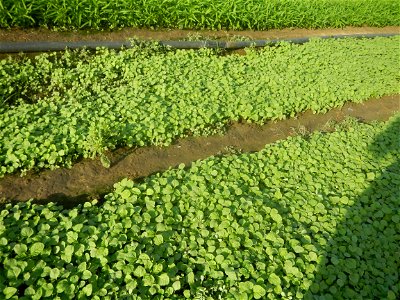 Vegetable plantations in Taal, Pulilan, Bulacan