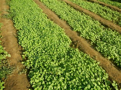 Vegetable plantations in Taal, Pulilan, Bulacan