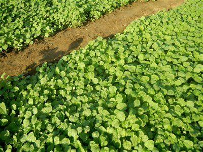 Vegetable plantations in Taal, Pulilan, Bulacan