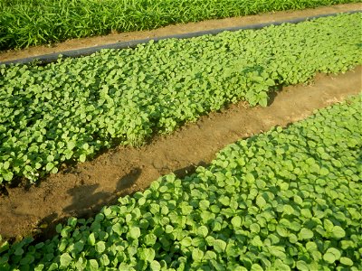 Vegetable plantations in Taal, Pulilan, Bulacan