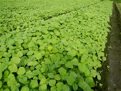 Vegetable plantations in Pulilan, Bulacan including the Ipomoea aquatica Ipomoea aquatica Kangkong Tsina LP Kangkong Ipomoea aquatica Forsk. Convolvulus reptans Linn.  Bok choy Brassica rapa subsp. ch