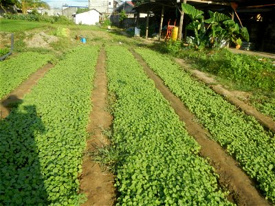 Vegetable plantations in Taal, Pulilan, Bulacan
