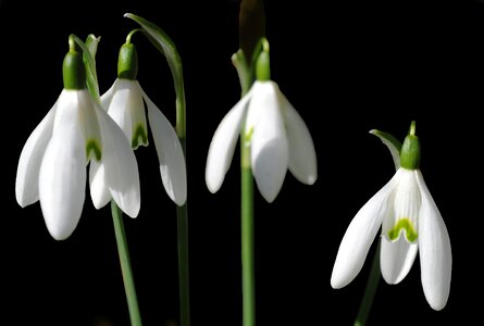 Spring garden nature