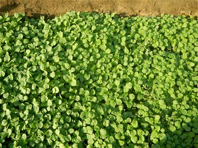 Vegetable plantations in Taal, Pulilan, Bulacan
