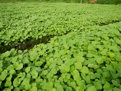 Vegetable plantations in Pulilan, Bulacan including the Ipomoea aquatica Ipomoea aquatica Kangkong Tsina LP Kangkong Ipomoea aquatica Forsk. Convolvulus reptans Linn.  Bok choy Brassica rapa subsp. ch