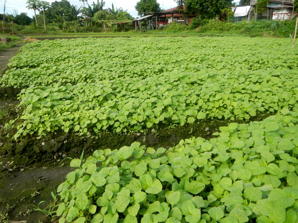 Vegetable plantations in Pulilan, Bulacan including the Ipomoea aquatica Ipomoea aquatica Kangkong Tsina LP Kangkong Ipomoea aquatica Forsk. Convolvulus reptans Linn.  Bok choy Brassica rapa subsp. ch