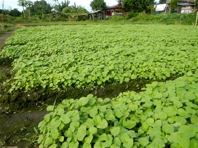 Vegetable plantations in Pulilan, Bulacan including the Ipomoea aquatica Ipomoea aquatica Kangkong Tsina LP Kangkong Ipomoea aquatica Forsk. Convolvulus reptans Linn.  Bok choy Brassica rapa subsp. ch
