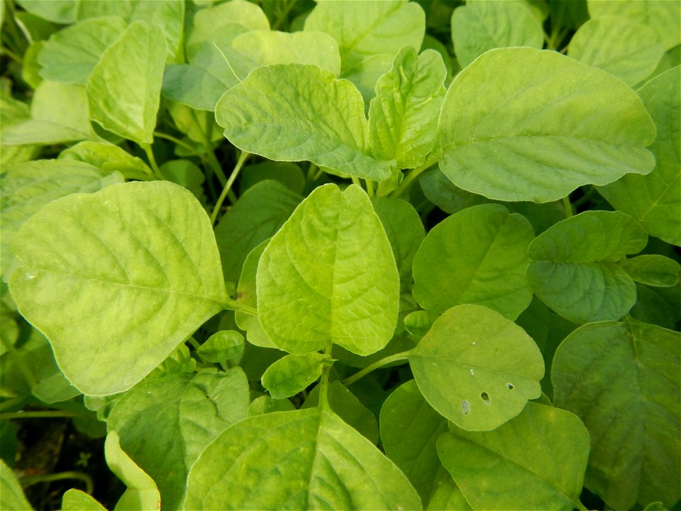 Vegetable plantations in Pulilan, Bulacan including the Ipomoea aquatica Ipomoea aquatica Kangkong Tsina LP Kangkong Ipomoea aquatica Forsk. Convolvulus reptans Linn.  Bok choy Brassica rapa subsp. ch