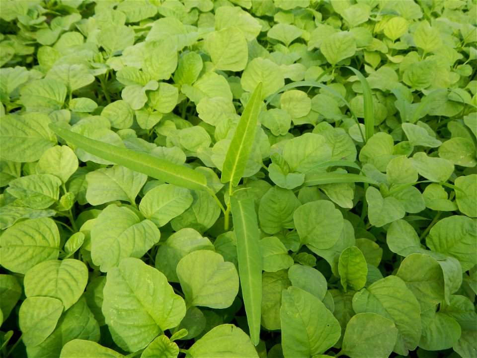 Vegetable plantations in Pulilan, Bulacan including the Ipomoea aquatica Ipomoea aquatica Kangkong Tsina LP Kangkong Ipomoea aquatica Forsk. Convolvulus reptans Linn.  Bok choy Brassica rapa subsp. ch